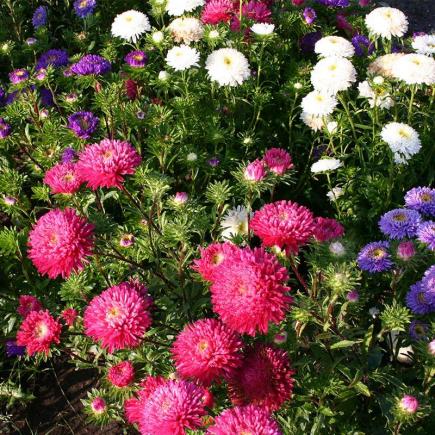 Diverse Bloemen EENJARIGEN bio-zaden zakjes - De Bolster
