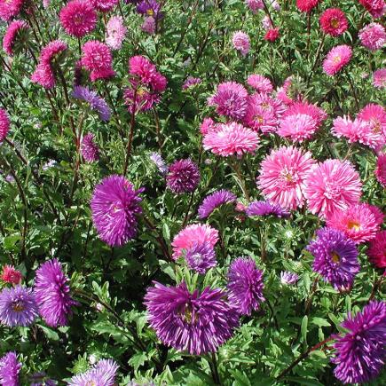 Pre-order 2026 - BLOEMEN eenjarigen bio-zaden zakjes - De Bolster