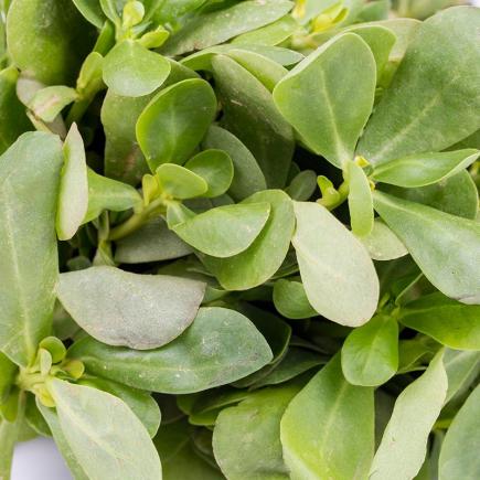 Pre-order 2026 - GROENTEN Blad- & stengelgewassen bio-zaden zakjes - De Bolster