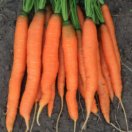 Pre-order 2026 - GROENTEN Wortel- en knolgewassen bio-zaden zakjes - De Bolster