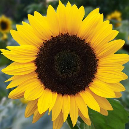 Diverse Bloemen EENJARIGEN bio-zaden zakjes - De Bolster