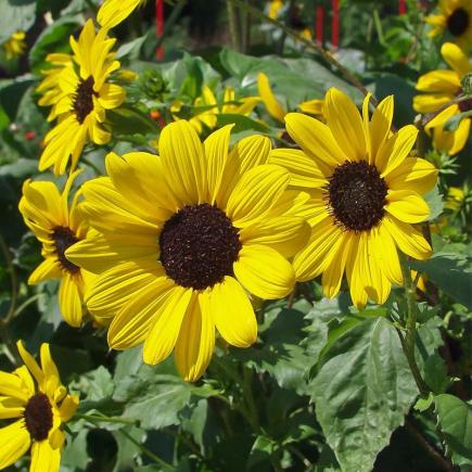 Diverse Bloemen EENJARIGEN bio-zaden zakjes - De Bolster
