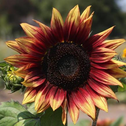 Diverse Bloemen EENJARIGEN bio-zaden zakjes - De Bolster