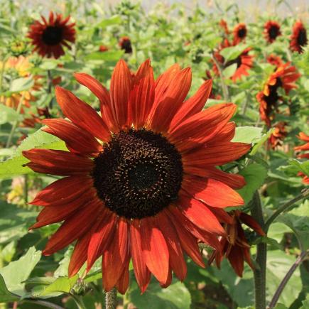 Diverse Bloemen EENJARIGEN bio-zaden zakjes - De Bolster