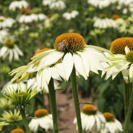 Diverse Bloemen MEERJARIG bio-zaden zakjes - De Bolster