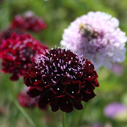 Pre-order 2026 - BLOEMEN eenjarigen bio-zaden zakjes - De Bolster