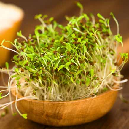 Alfalfa Biologische Zaden - De Bolster