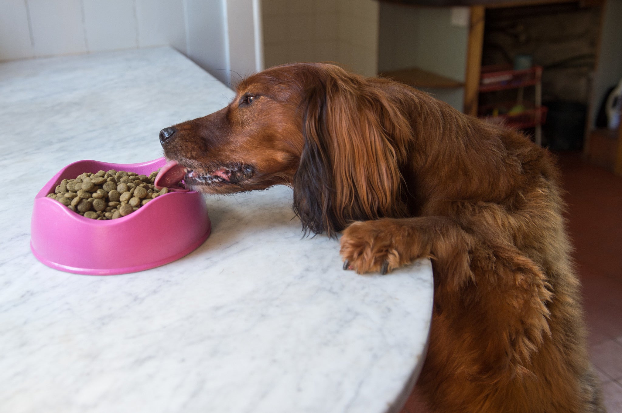 Beco Bowl - Beco Pets