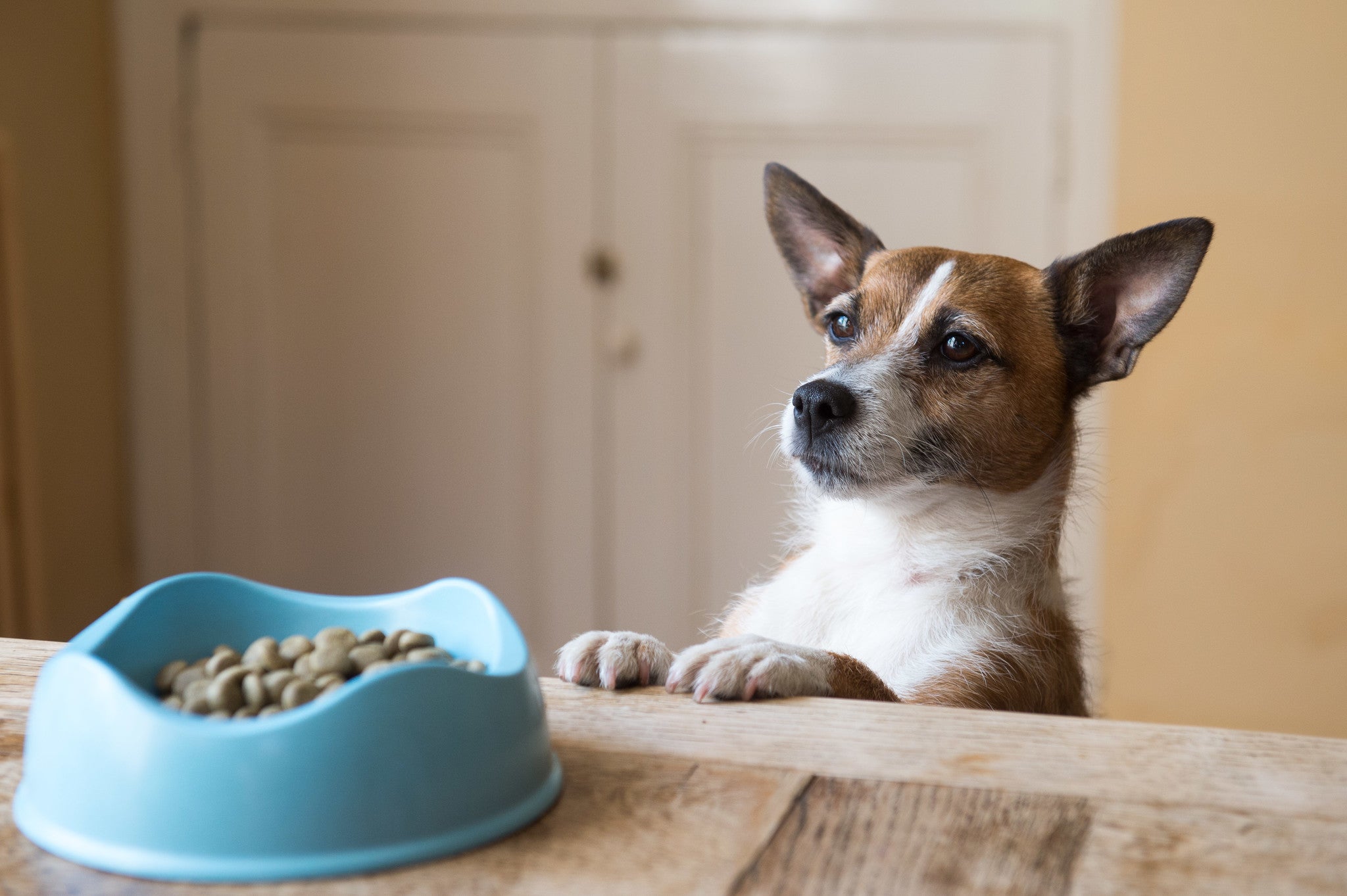 Beco Bowl - Beco Pets