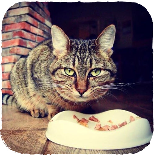 Beco Bowl Cat Natural - Beco Pets