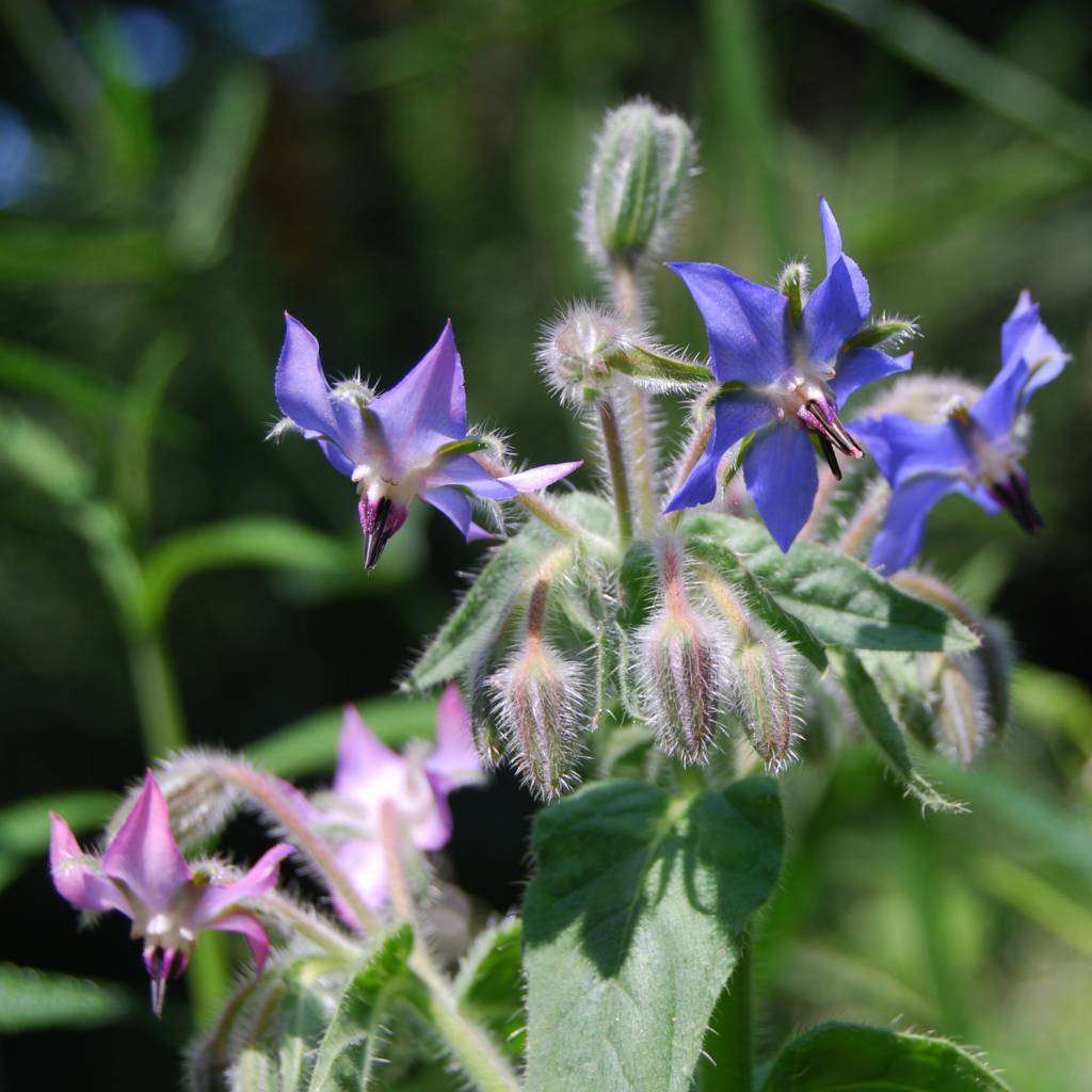 Calendulazeep - Werfzeep