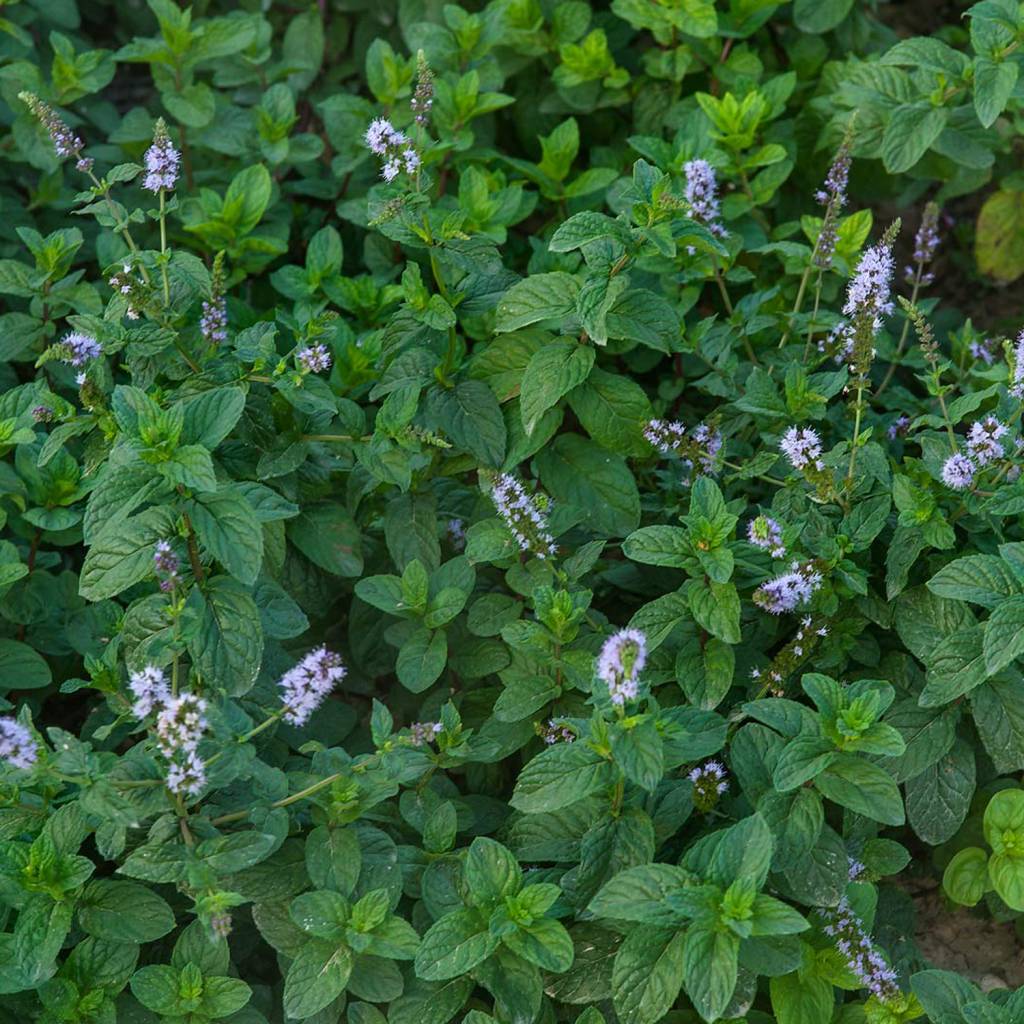 Comfrey zeep - Werfzeep