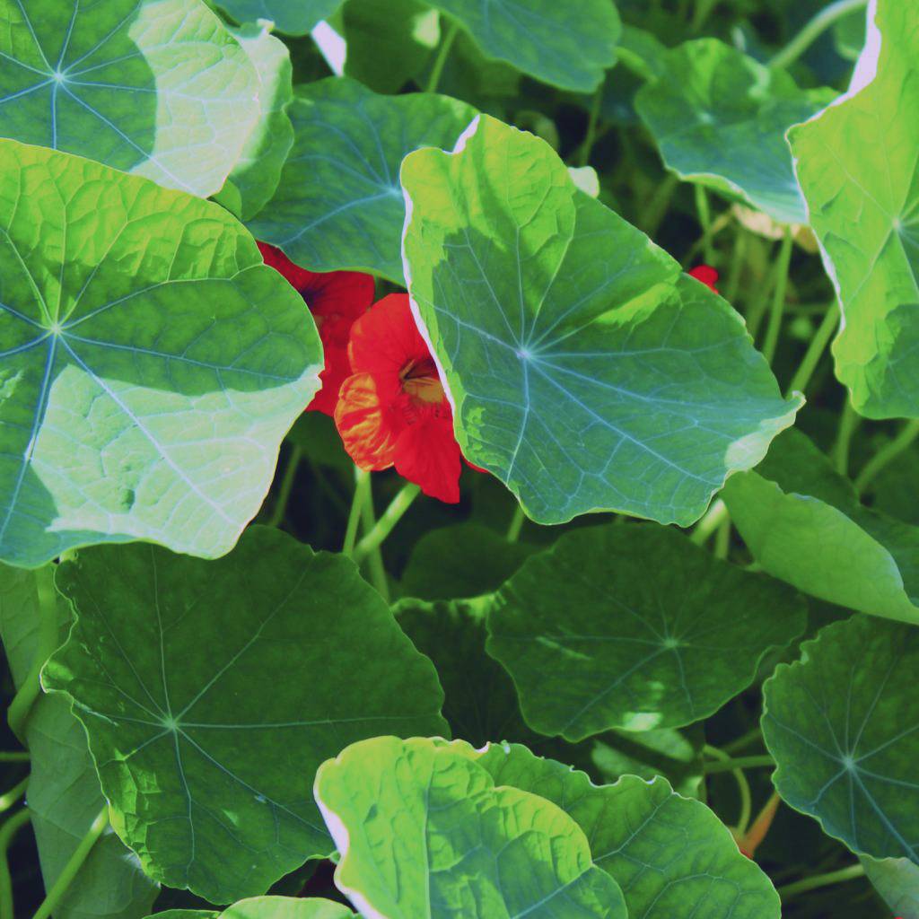 Groene kleizeep - Werfzeep