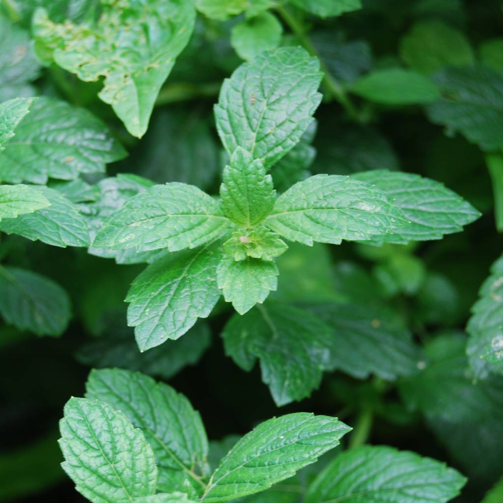 Groene kleizeep - Werfzeep