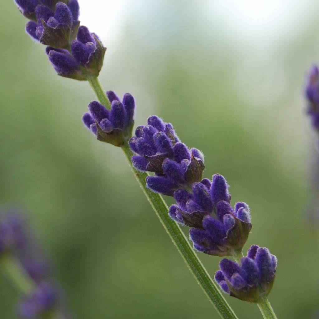 Haverscrub – Werfzeep