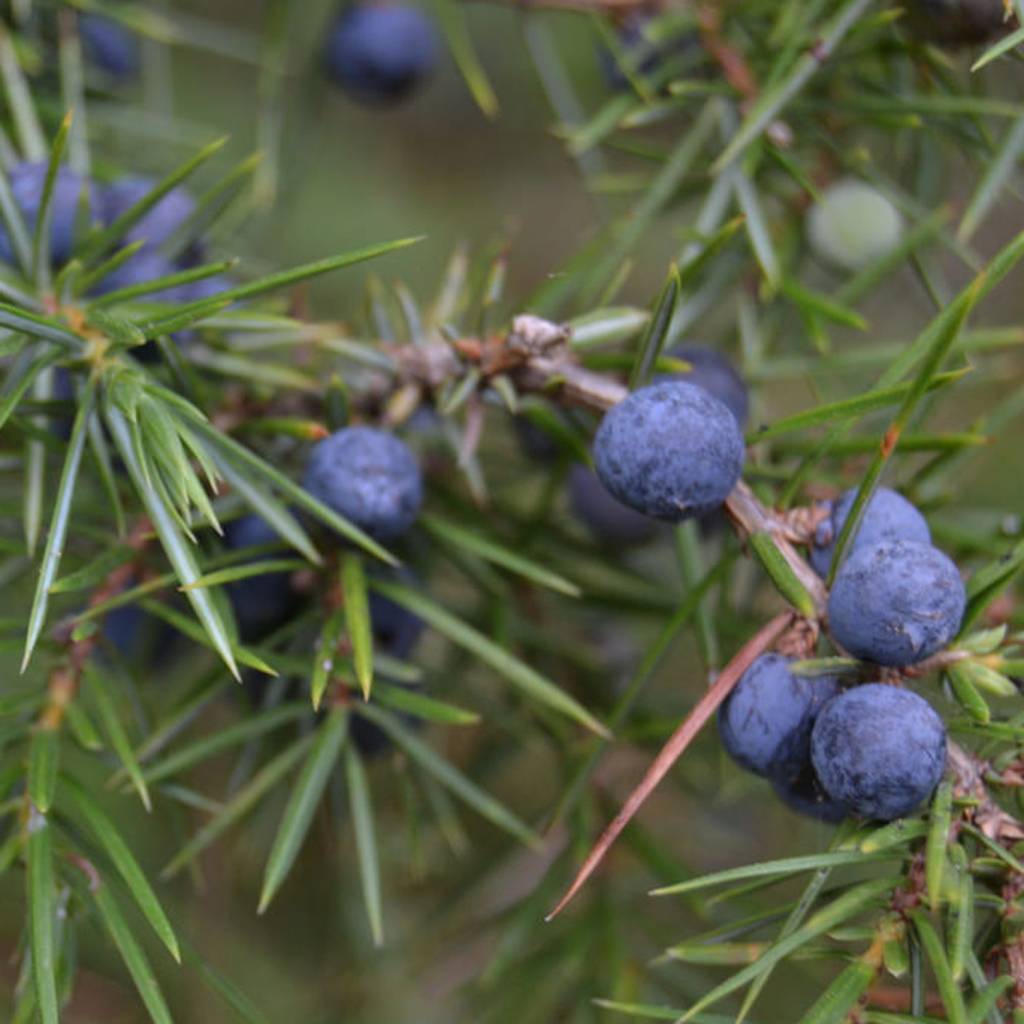 Haverscrub – Werfzeep