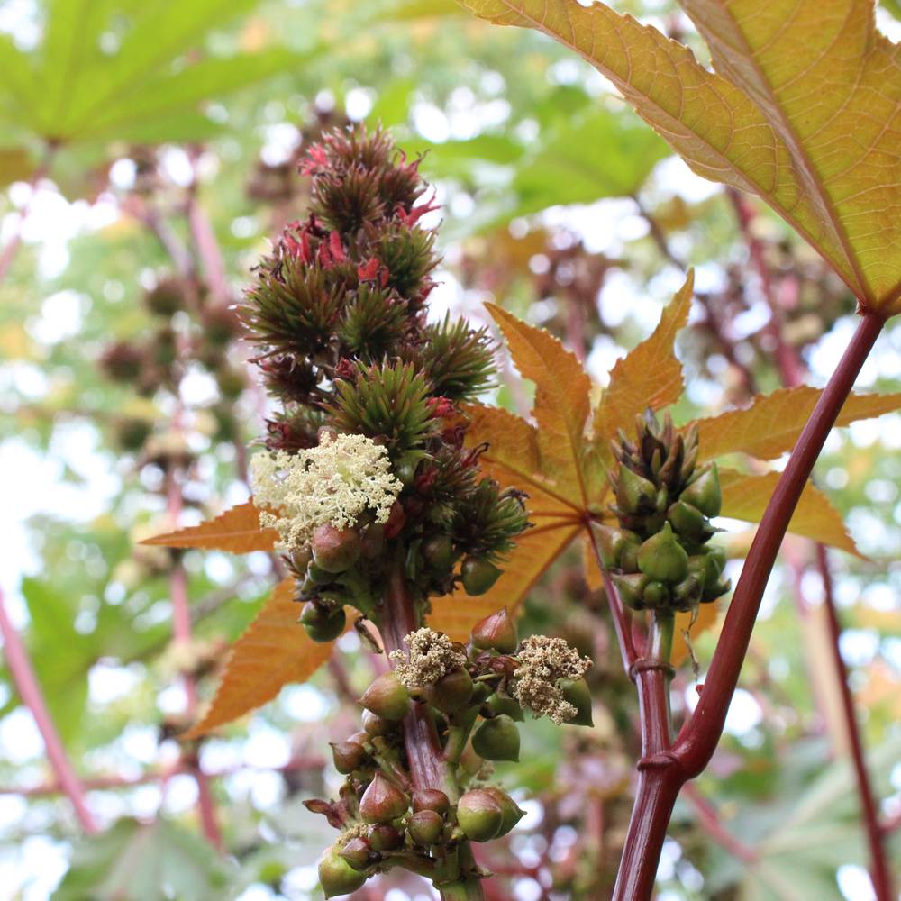 Honingshampoo - Werfzeep