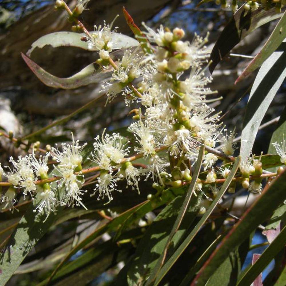 Honingshampoo - Werfzeep