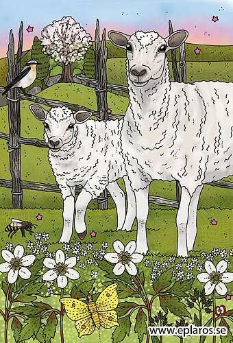 Kaart Fårvår / Lente schapen - Eplaros