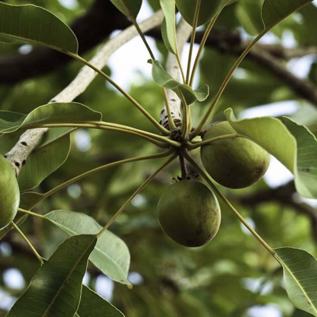 Karitézeep – Werfzeep