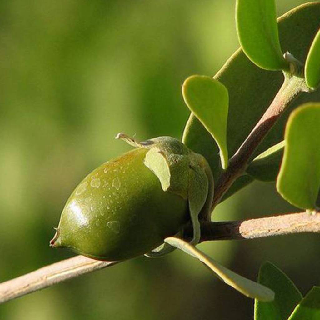 Karitézeep – Werfzeep