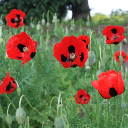 Pre-order 2026 - BLOEMEN eenjarigen bio-zaden zakjes - De Bolster