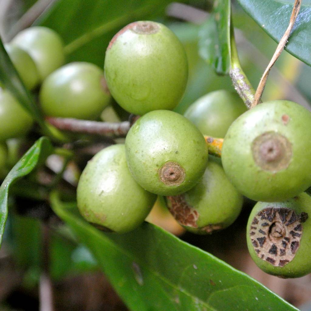 Koffiescrub – Werfzeep