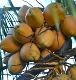 Koffiescrub – Werfzeep