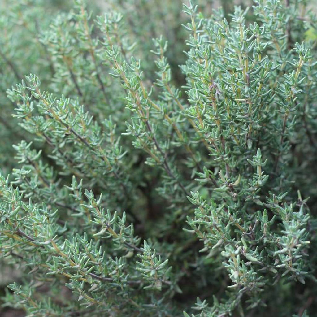 Kruidenzeep - Werfzeep