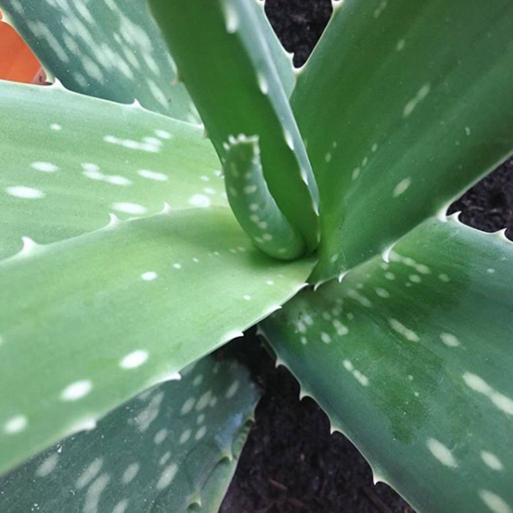 Kruidenzeep - Werfzeep