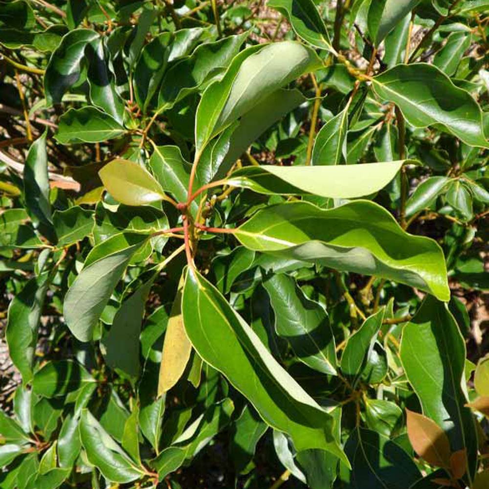 Ravensara – Werfzeep