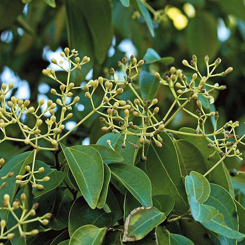 Ravensara – Werfzeep