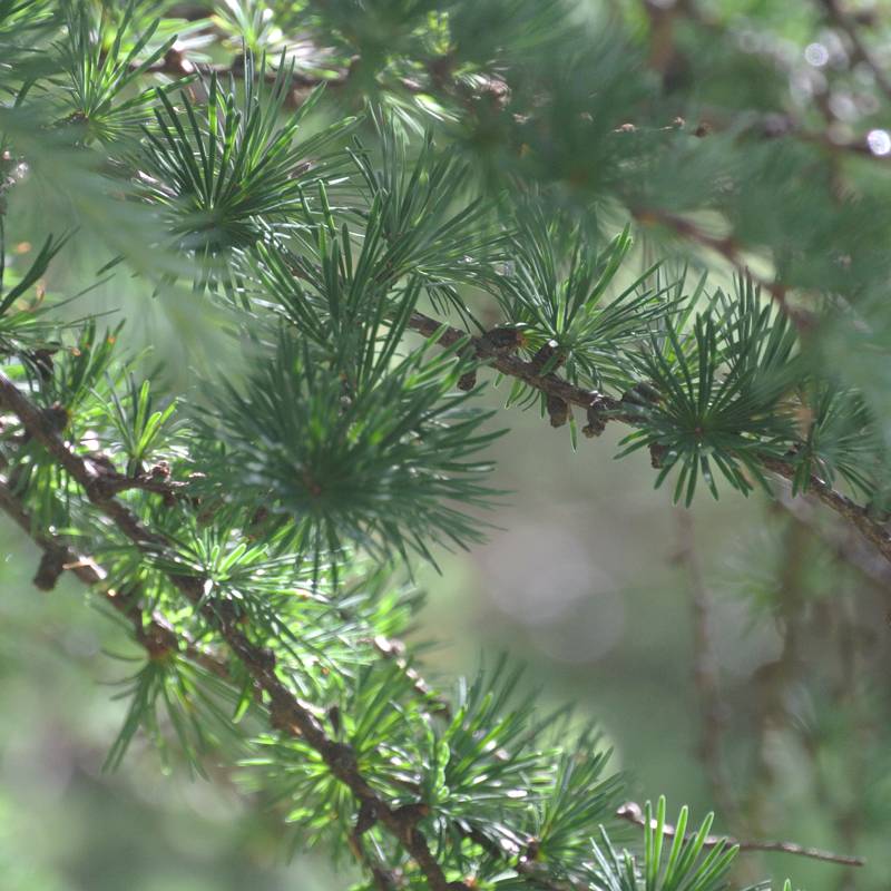 Scheerzeep – Werfzeep