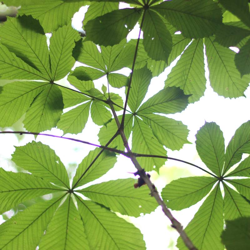 Scheerzeep – Werfzeep