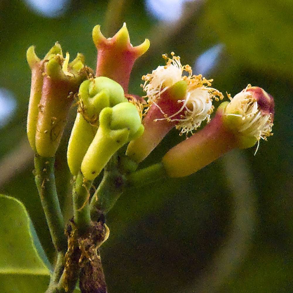 Tayyibah – Werfzeep