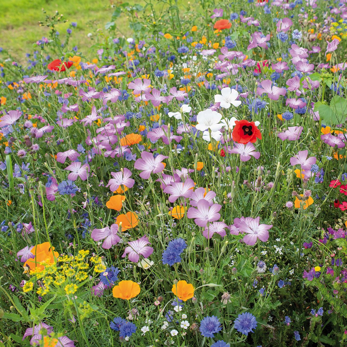 Cadeaudoosje Vrolijkheid zaaien 3 x bloemzadenmengsels- Veer&Moon