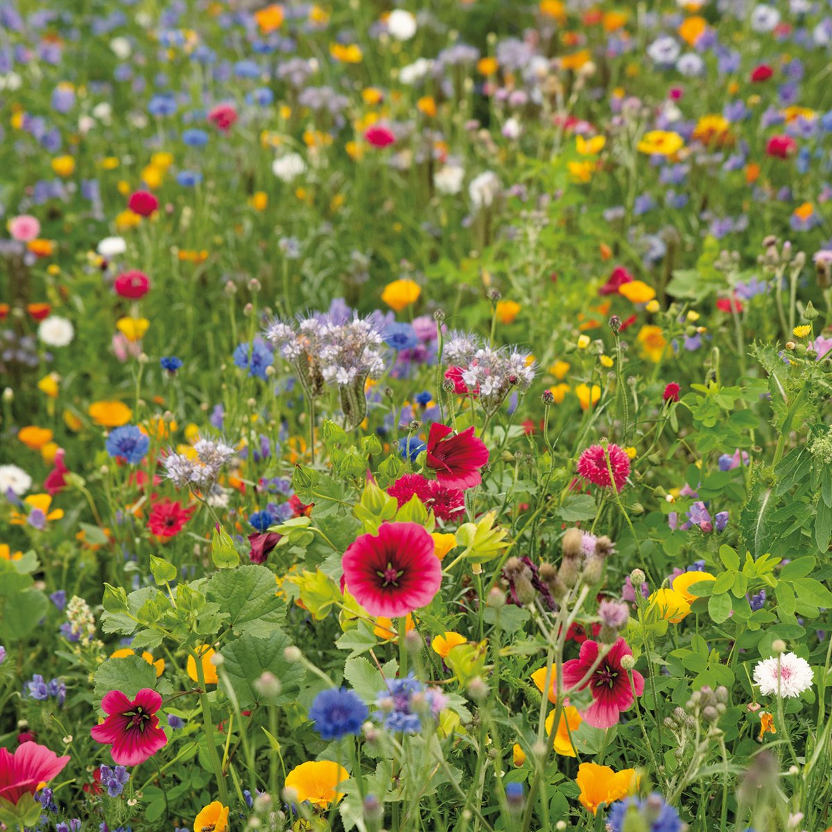 Cadeaudoosje Vrolijkheid zaaien 3 x bloemzadenmengsels- Veer&Moon