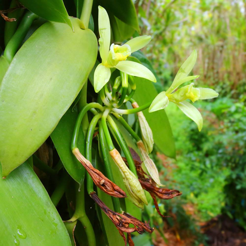 Ylang ylangzeep – Werfzeep