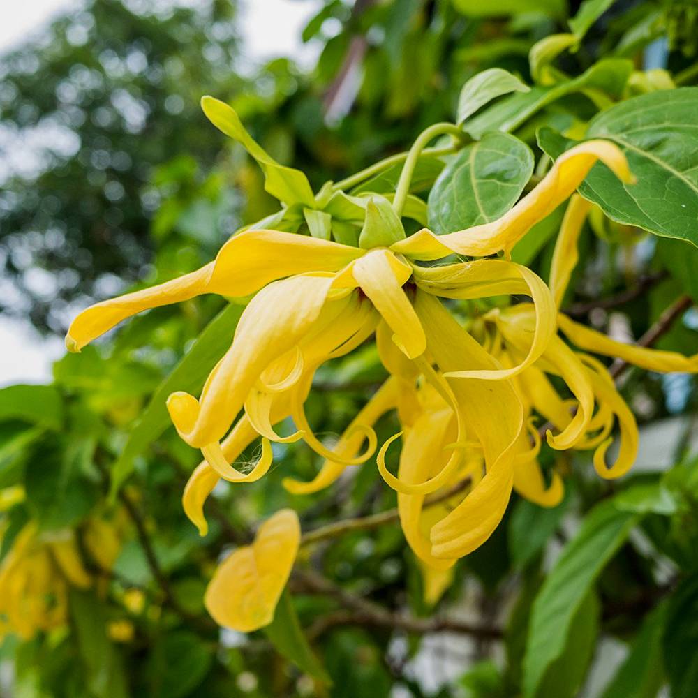 Ylang ylangzeep – Werfzeep