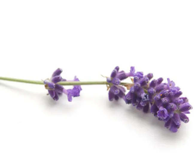 Bio Lavendel etherische olie Frankrijk Fine – Chi Natural Life