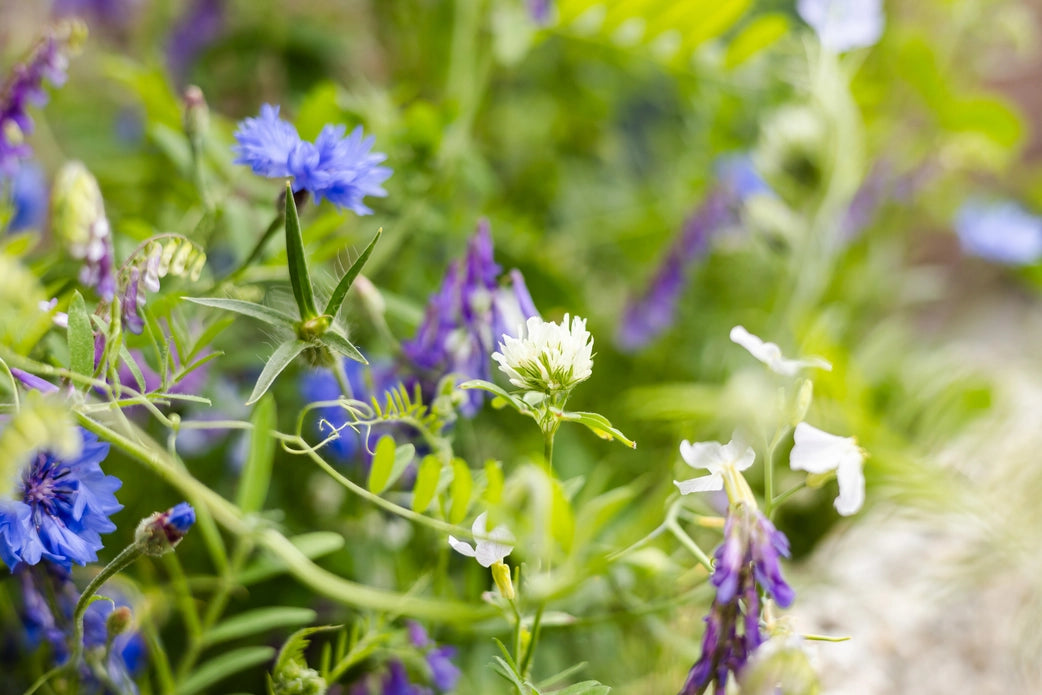 Moederdag Zaadbommetjes Giftbox Medium “Best mum” - Blossombs