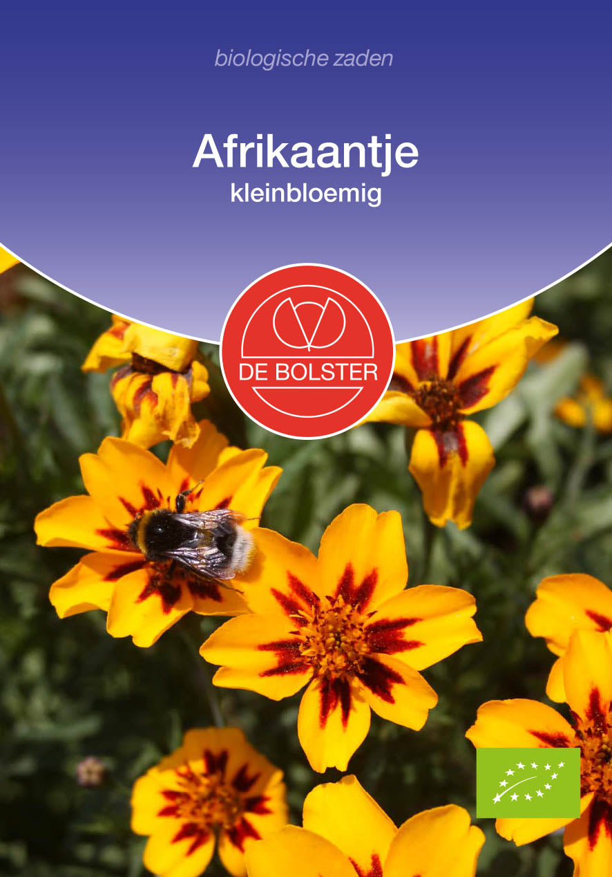 Afrikaantje 'kleinbloemig' biologische zaden - De Bolster