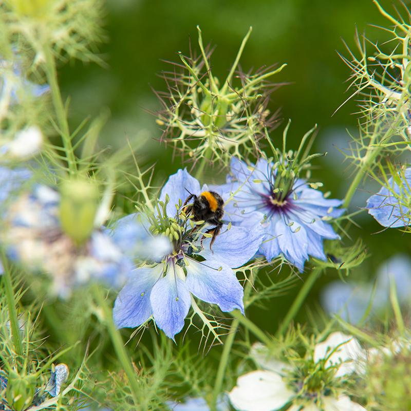 Juffertje-in-het-groen biologische zaden - De Bolster