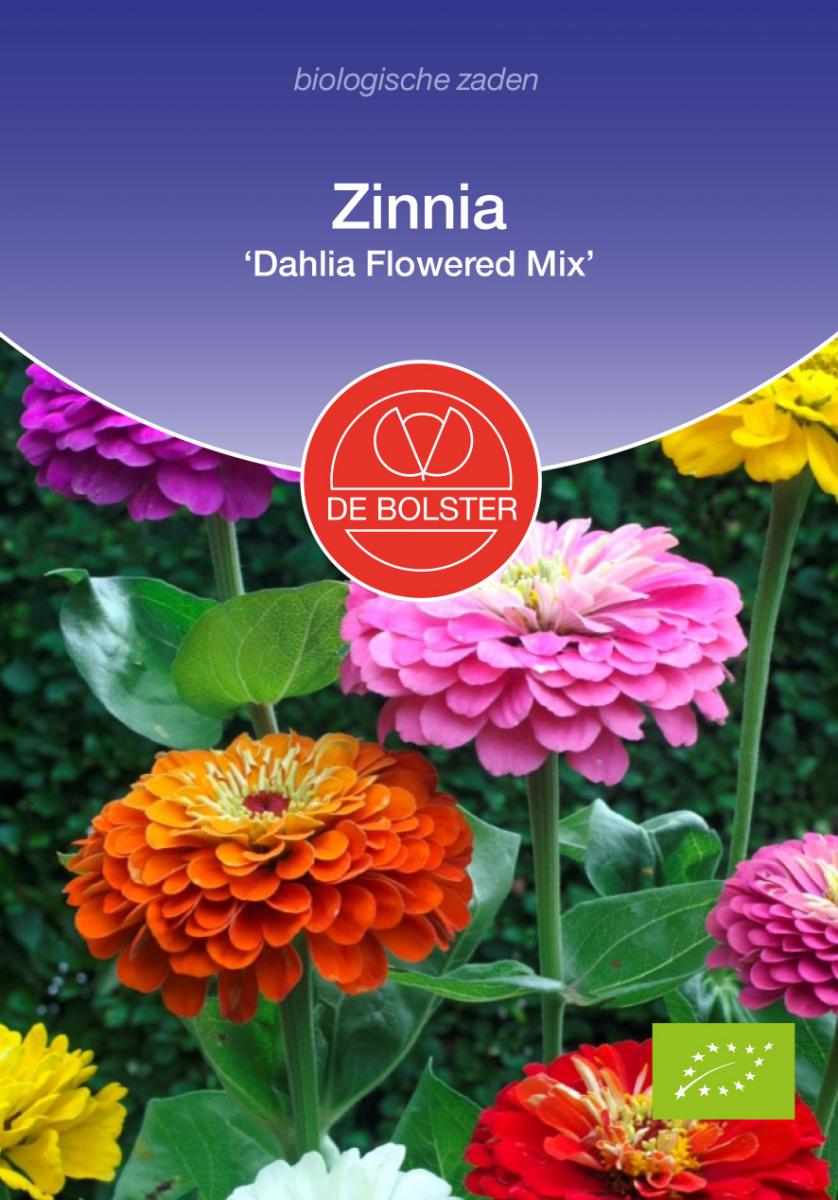 Zinnia 'Dahlia Flowered Mix' biologische zaden - De Bolster