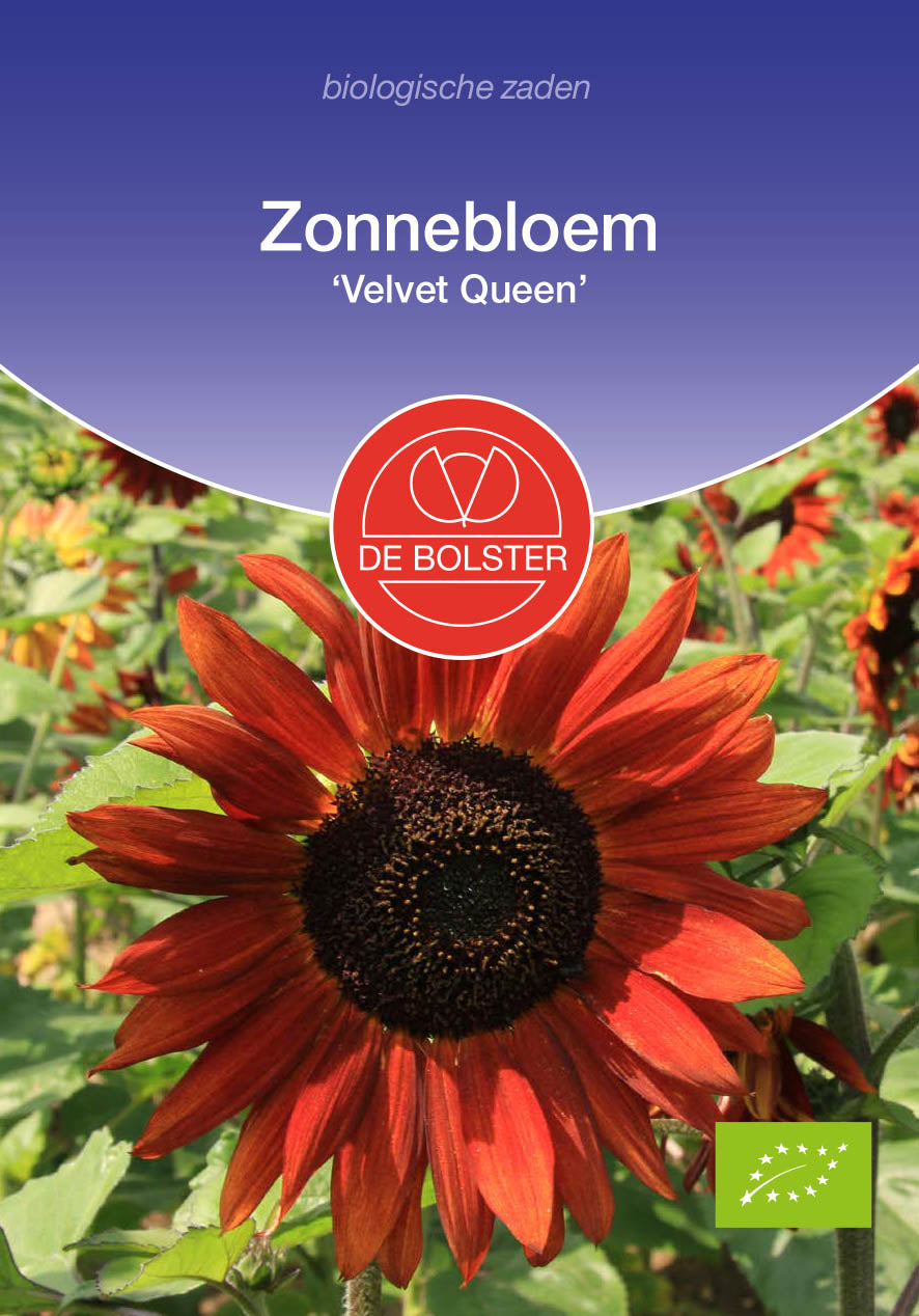 Zonnebloem 'Velvet Queen' biologische zaden - De Bolster