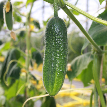 GROENTEN Vruchtgewassen bio-zaden zakjes - De Bolster