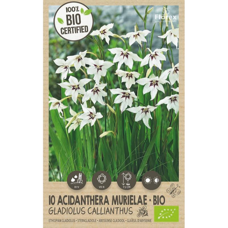 Bio Acidanthera-Gladiolus Callianthus 10st - Florex