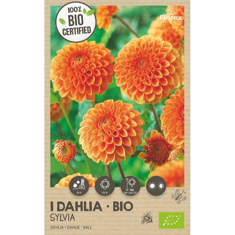 Bio Dahlia Ball Sylvia Oranje 1st - Florex