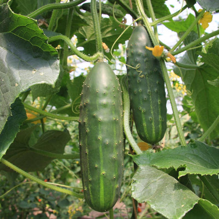 GROENTEN Vruchtgewassen bio-zaden zakjes - De Bolster