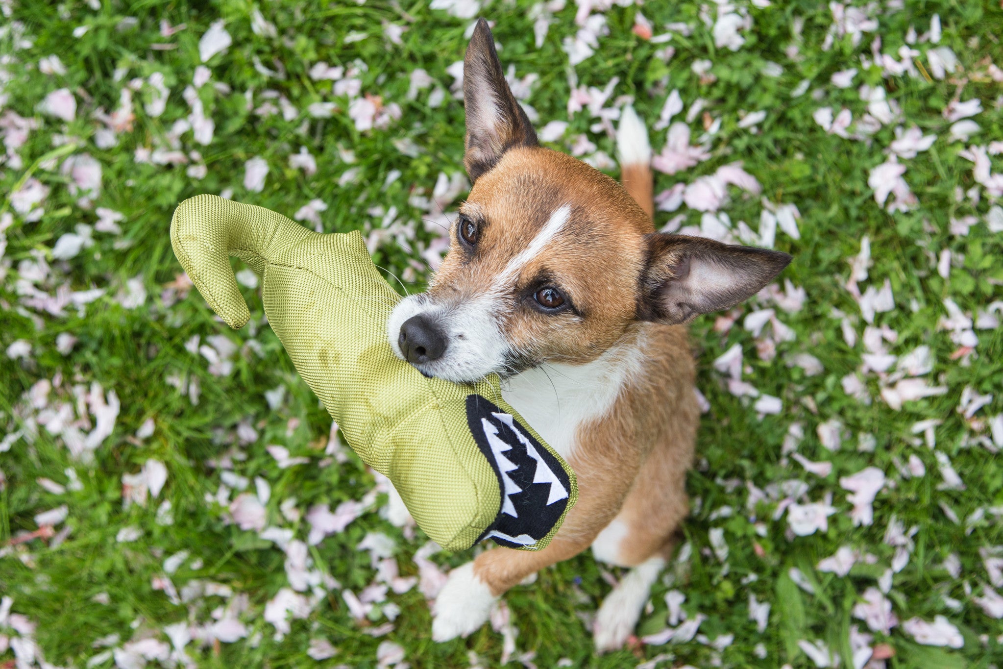 Beco Plush Toy - Aretha the Alligator - Beco Pets